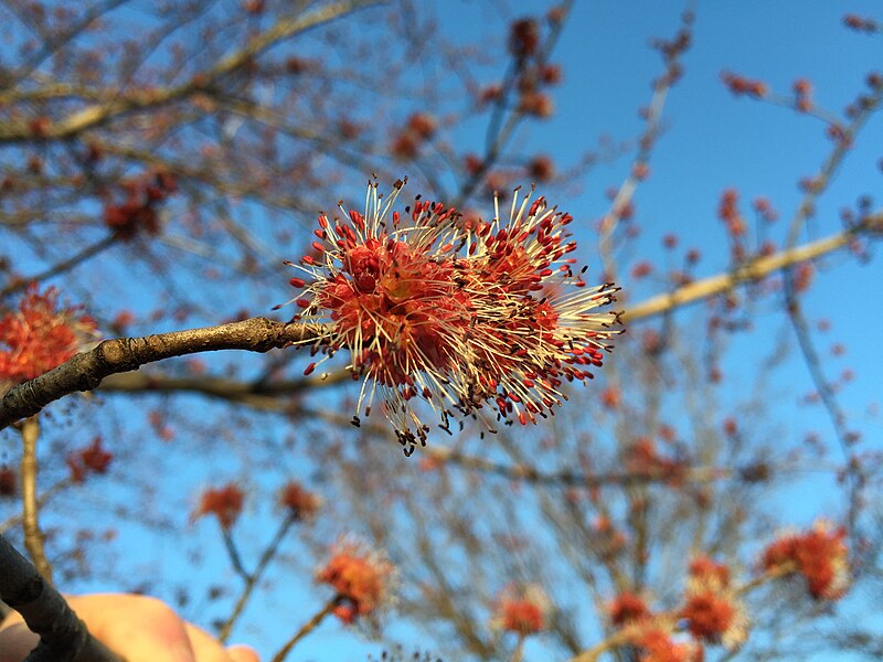 File:2016-03-02 17 23 36 Male Red Maple blossoms along McLearen Road (Virginia State Secondary Route 668) in Oak Hill, Fairfax County, Virginia.jpg