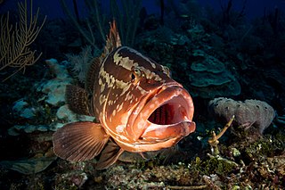 Nassau grouper Species of fish