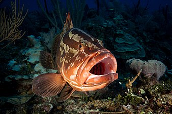 Kanic bělopruhý (Epinephelus striatus), podčeleď Epinephelinae