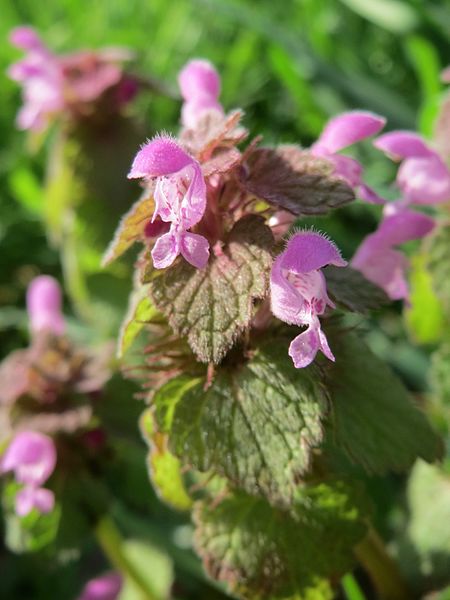 File:2017030Lamium purpureum2.jpg