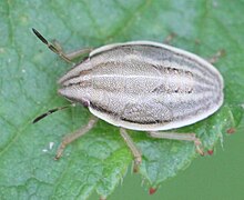 2017 06 27 Aelia acuminata nymph.jpg