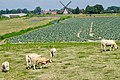 Westermolen Nieuwe Niedorp