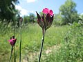 Dianthus carthusianorum (Kartäusernelke)