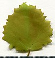 * Nomination Populus tremula. Leaf adaxial side. --Knopik-som 01:40, 31 May 2021 (UTC) * Promotion  Support Good quality -- Johann Jaritz 02:47, 31 May 2021 (UTC)