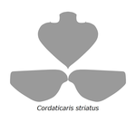 20210516 Radiodonta head sclerites Cordaticaris striatus.png