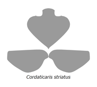 20210516 Radiodonta hoofd sklerieten Cordaticaris striatus.png