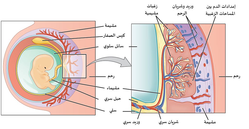 المشيمة 1024px-2910_The_Placenta-02-ar