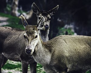 Cervidae: Terminologie, Principales caractéristiques, Systématique