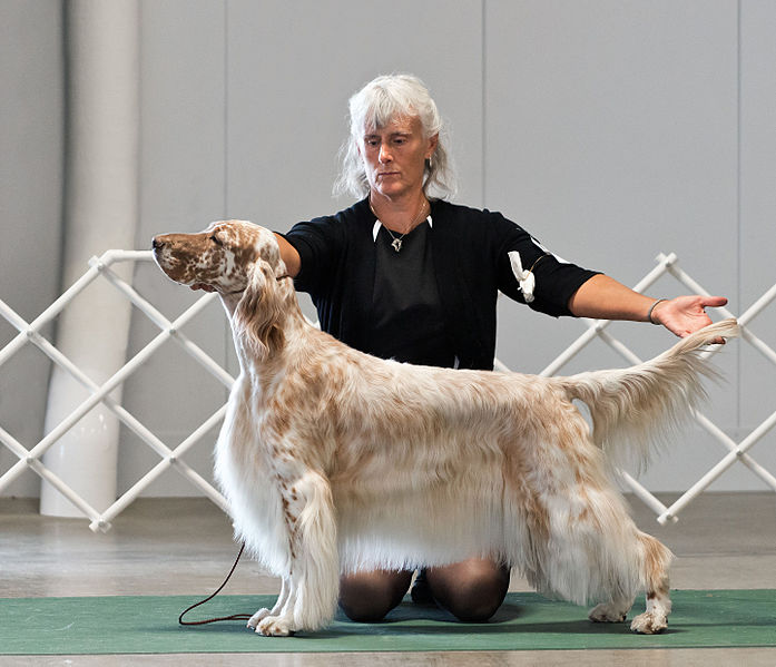 File:AKC Fall Dog Show 2013 (9867216604).jpg