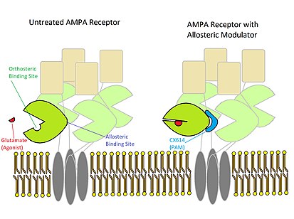 CX614, a PAM for an AMPA receptor binding to an allosteric site and stabilizing the closed conformation AMPA receptor- Allosteric Modulation.jpg