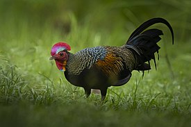 Ayam Hutan Hijau