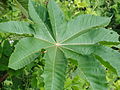 Ricinus communis, list