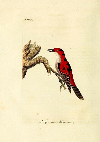 File:A general history of birds (10310595676).jpg