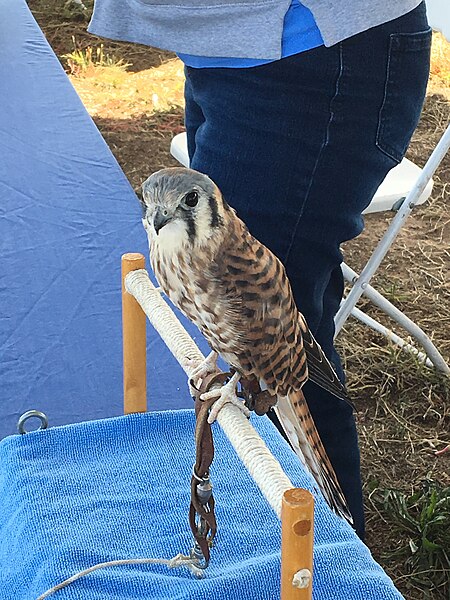 File:A kestral was rescued at the Valle de Oro Trail in Albuquerque, NM (ded4d914-0352-453a-aebe-47e7cc851065).JPG
