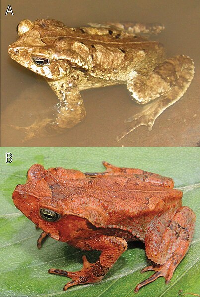 File:A male and a female of Rhinella yunga.jpg