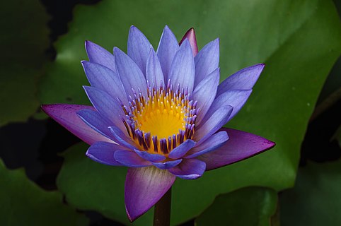 A single blue water lily in bloom