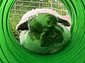 A sleeping white spotted Holland lop