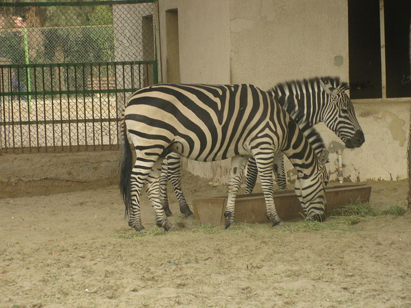 File:A view from kuwait zoo by irvin calicut (71).JPG