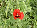 Red horned poppy (Glaucium corniculatum)