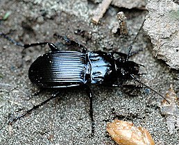 Abax.parallelepipedus (Boisduval, 1835.