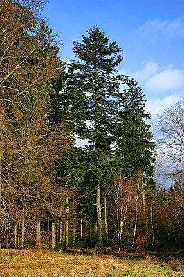 Vit gran typus.  Allmän bild av ett mogen träd.  (Thüringer Wald, Tyskland)