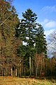 Tree in Thüringer Wald, Deutschland