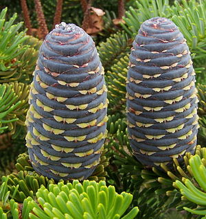 구상나무(Abies koreana) 열매