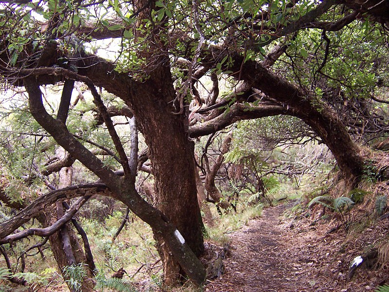 File:Acacia heterophylla 7.JPG