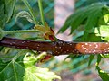 Only the lower part of the stem stayed red, the leaves will be green until autumn