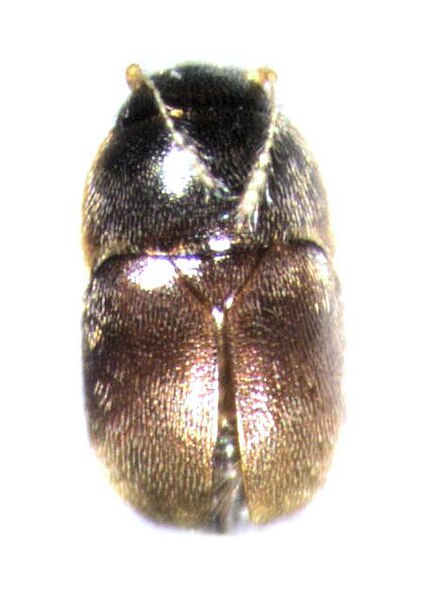 File:Acrotrichis insularis.jpg