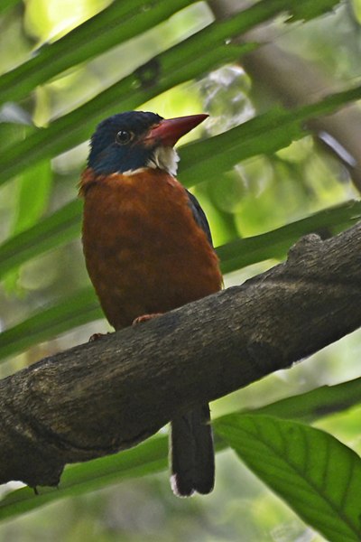 File:Actenoides monachus - tangkoko.JPG