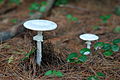 English: Inidentified mushroom in Adirondacks, New York.