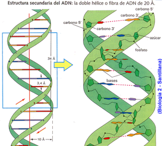 DNA 이중나선