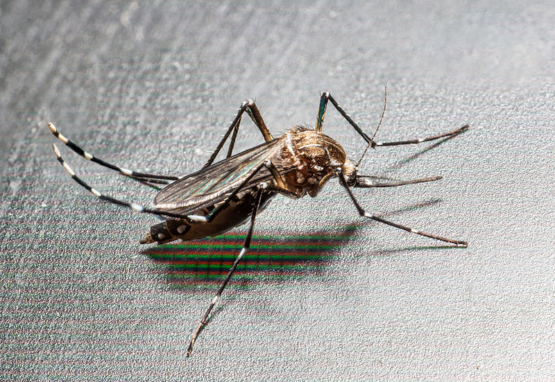 File:Aedes albopictus (Mosquito tigre).jpg