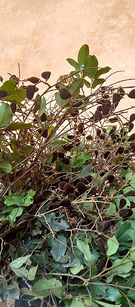 File:African Velvet tamarind.jpg