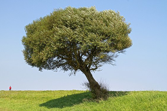 einsamer Baum und einsamer Wanderer auf dem Ostseedeich