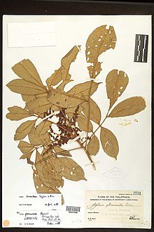 «Aglaia tomentosa» гербарий үлгісі
