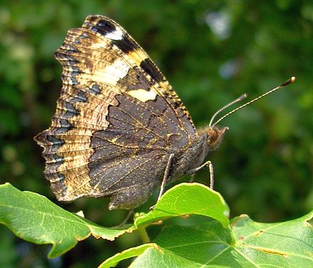 Крапивница что ест. Крапивница Aglais urticae. Бабочки лимонница и крапивница. Бабочка крапивница обыкновенная. Многоцветница куколка.