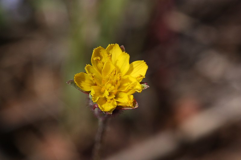 File:Agoseris heterophylla 3644.JPG