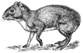 Agouti (PSF).png