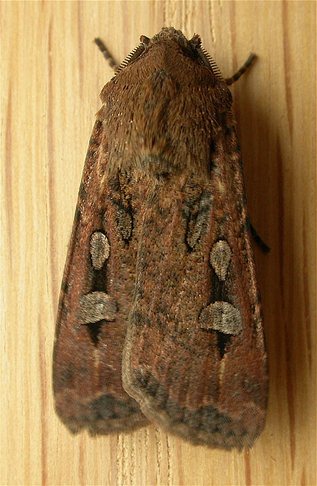 brown day feeding moths