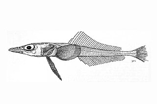 <i>Akarotaxis</i> Species of fish
