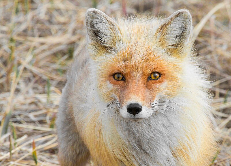 File:Alaska Red Fox (Vulpes vulpes).jpg