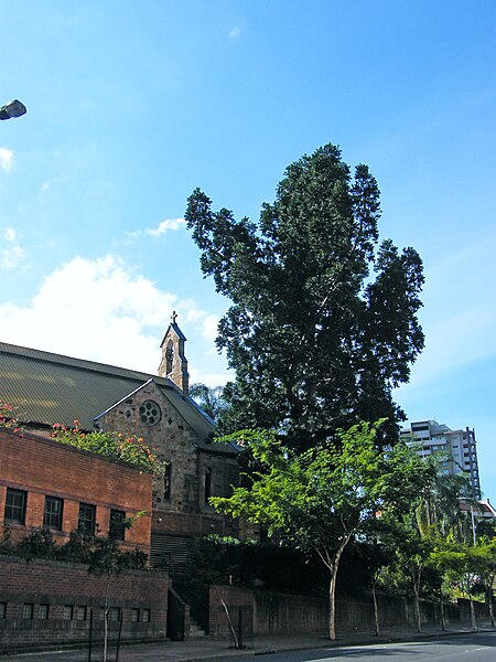 File:All Saints Anglican Church and kauri pine Ann St Brisbane DSCF8578 shadows enhanced.jpg