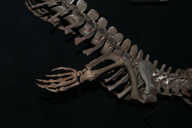 A. olseni fore limb