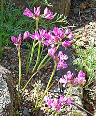 Allium crispum