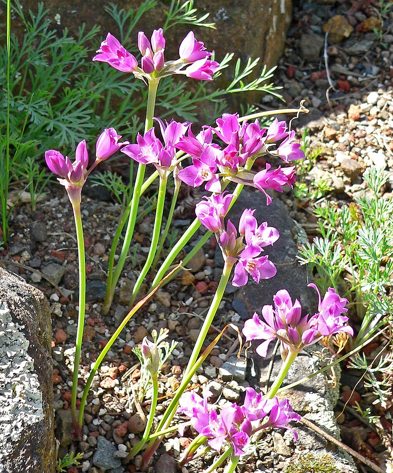 Allium crispum 1.jpg