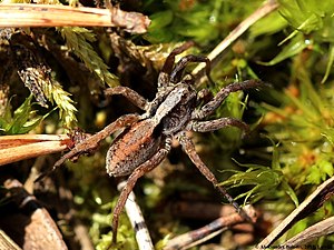 Stachelige Pantherspinne: Merkmale, Vorkommen, Lebensweise