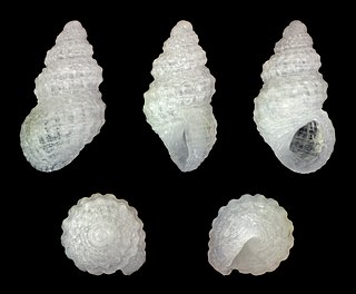 <i>Alvania ignota</i> Species of gastropod
