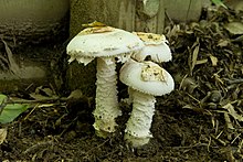 Amanita neoovoidea 